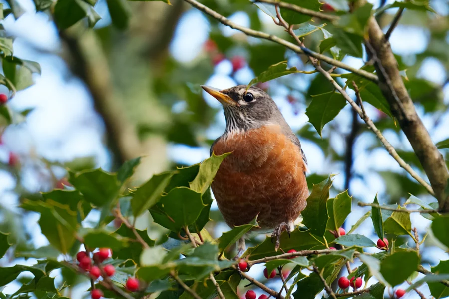BOR - 01-12-2026 - 0021920 An American robin with a red-orange breast perches on a holly branch surrounded by green leaves and red berries.