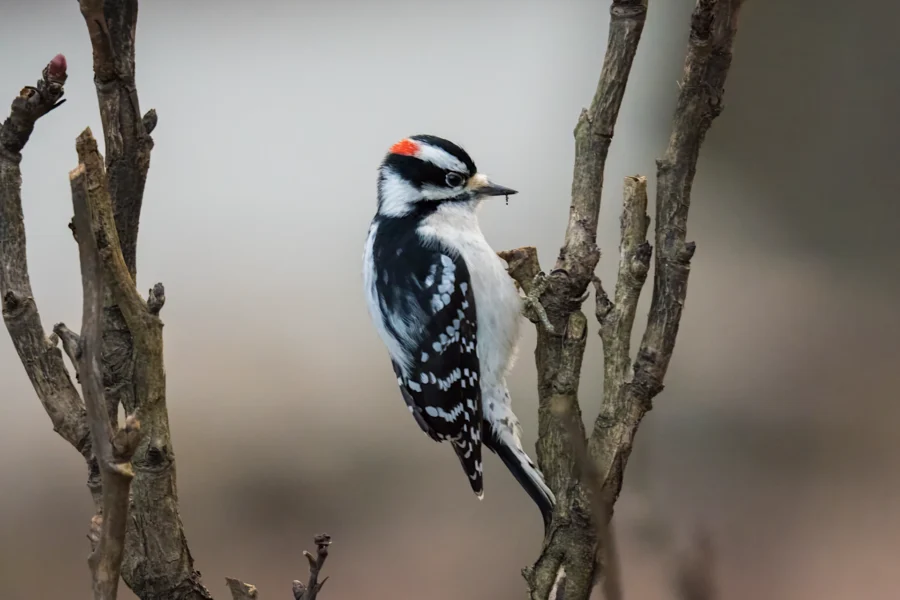 A black and white woodpecker with a red patch on its head perches on a bare tree branch against a blurred background.