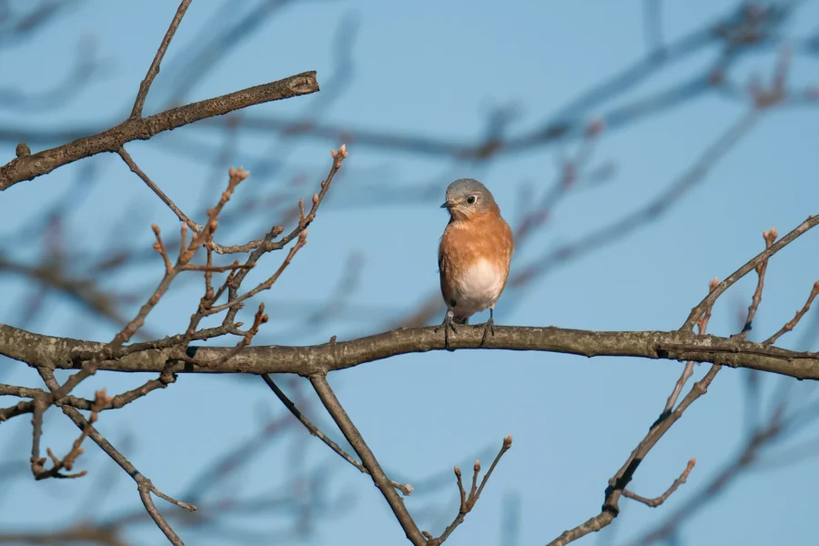 BOR - 01-14-2026 - 0011920 A small bird with a rust-colored chest and gray head perches on a bare tree branch against a clear blue sky.