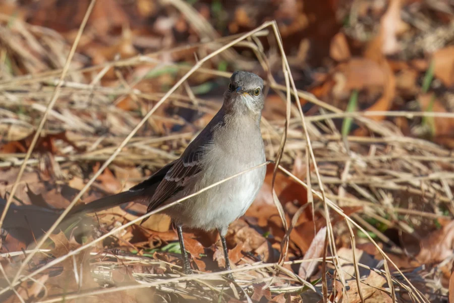 BOR - 01-14-2026 - 0031920 A small gray and white bird standing on dry grass and fallen leaves, surrounded by brown and tan foliage.