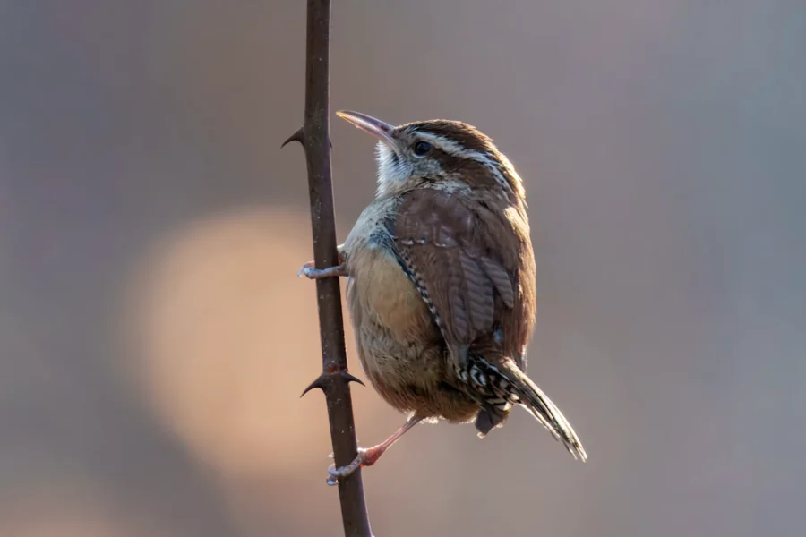 BOR - 01-14-2026 - 0061920 A small brown bird with a light underside perches on a vertical thorny branch against a blurred background.