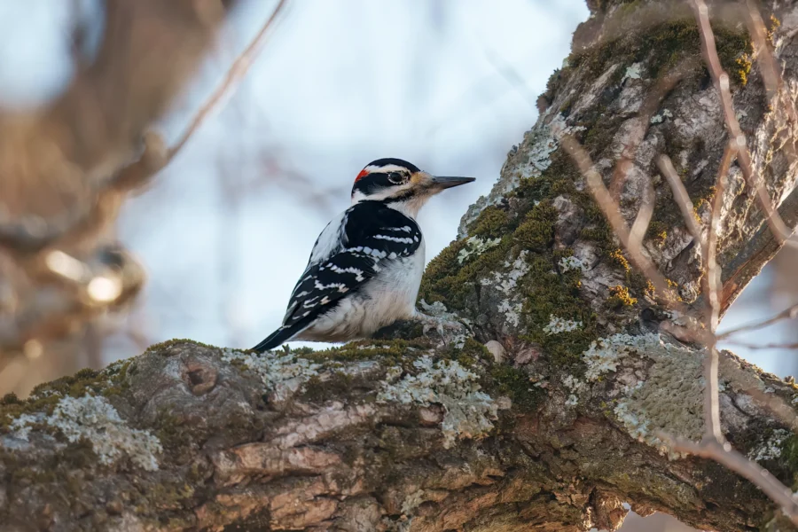 A woodpecker with black and white plumage and a red patch on its head perches on a lichen-covered tree branch.