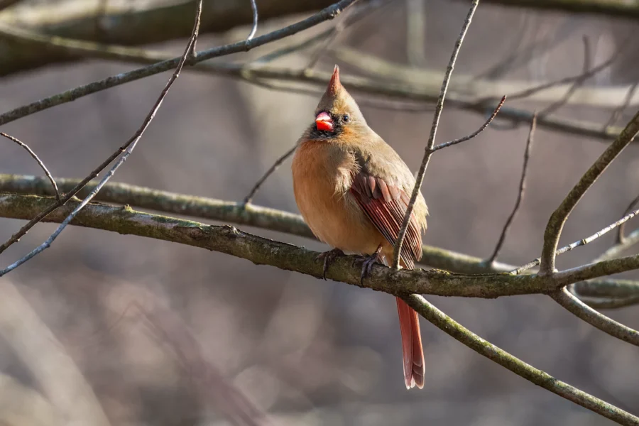 BOR - 01-14-2026 - 0121920 A female cardinal with brown and reddish feathers perches on a bare tree branch with a blurred background.