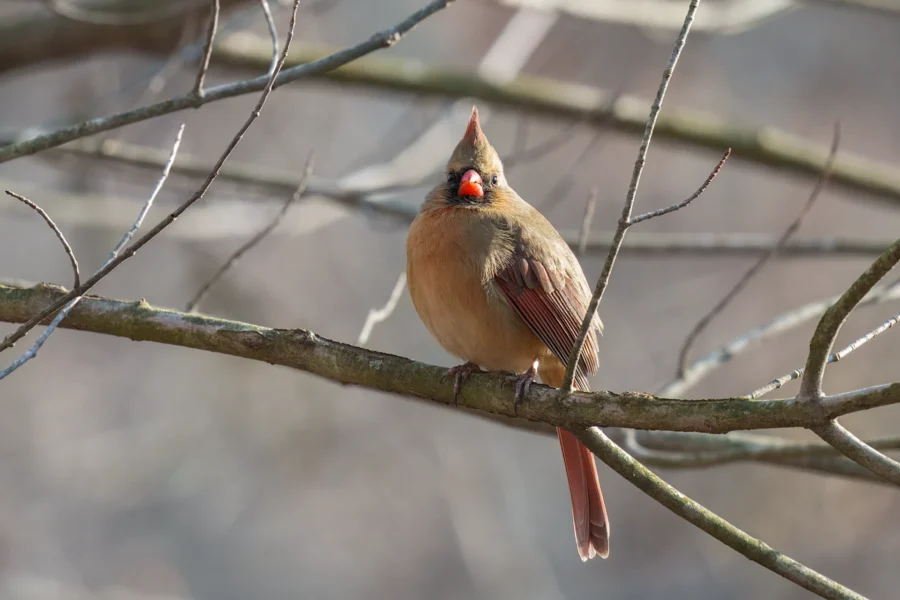BOR - 01-14-2026 - 0141920 A female Northern Cardinal with brownish feathers and a red beak perched on a bare tree branch.