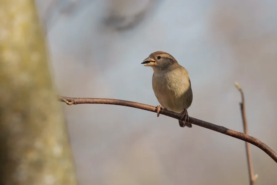 BOR - 01-14-2026 - 0151920 A small brown bird perches on a thin branch, holding a seed in its beak, with a blurred background.