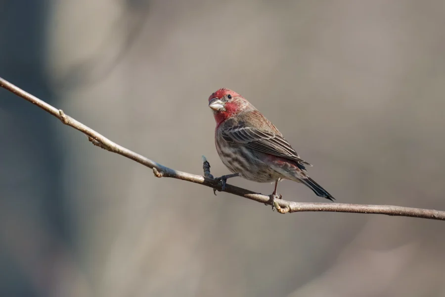 BOR - 01-14-2026 - 0171920 A small bird with red coloring on its head and chest perches on a thin, bare branch against a blurred, neutral background.