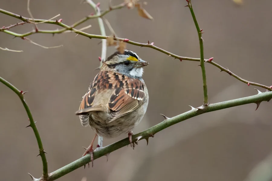 A white-throated sparrow perched on a thorny branch with a blurred brown background.