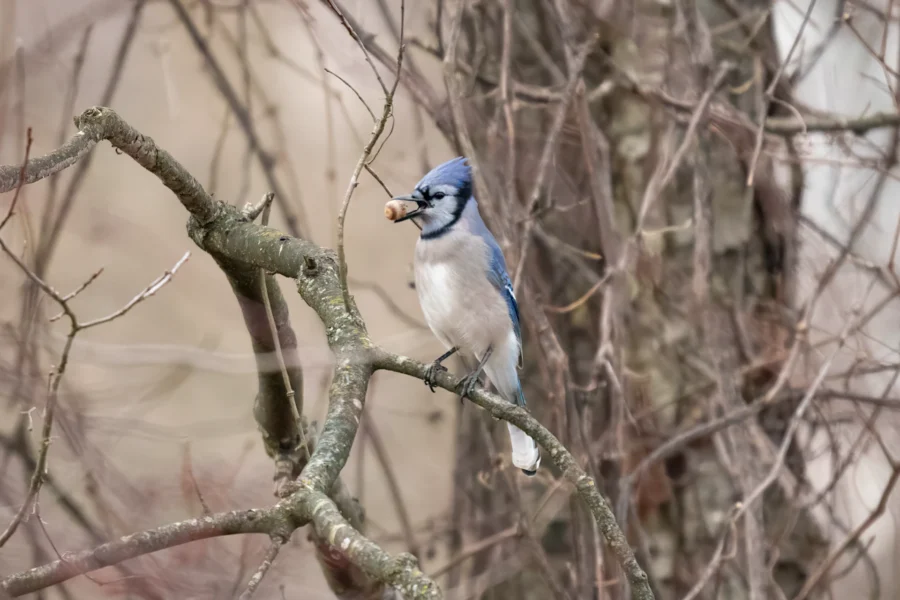 BOR - 01-14-2026 - 0201920 A blue jay perches on a branch in a leafless tree, holding an acorn in its beak.
