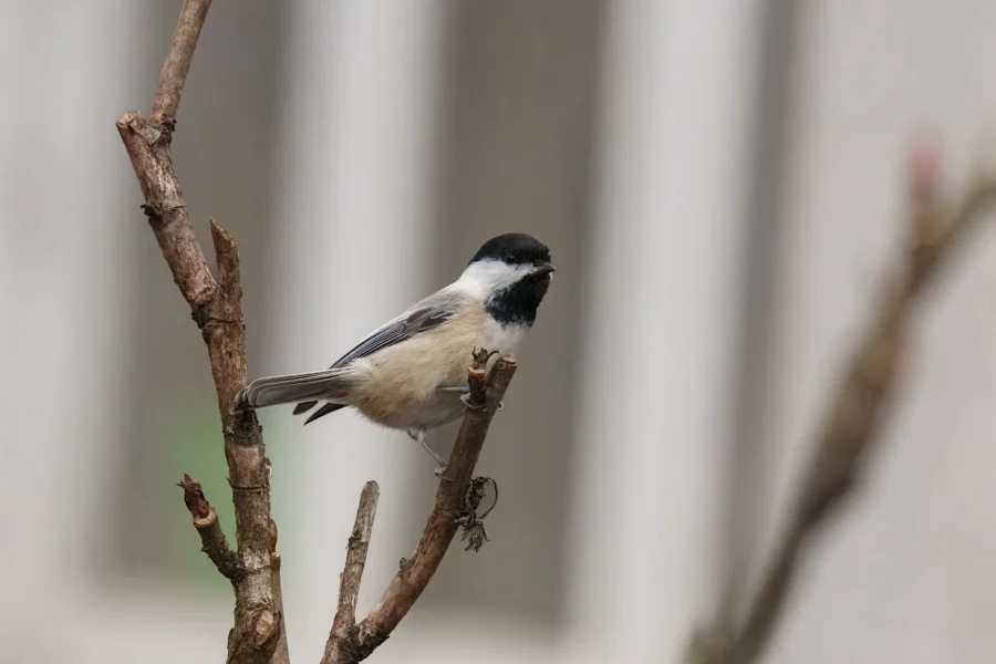 BOR - 01-14-2026 - 0211920 A small black-capped chickadee perches on a bare tree branch with a blurred background.