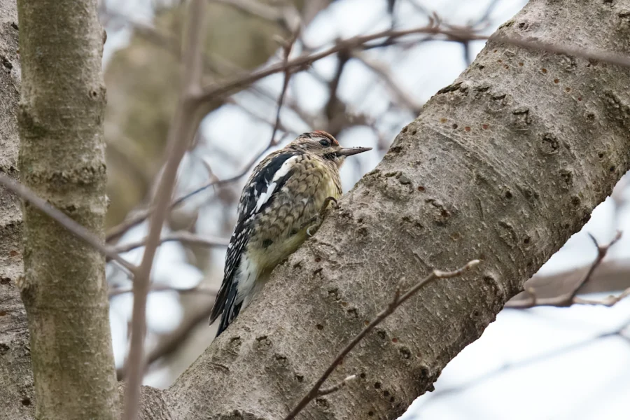 A woodpecker with black and white wings and a reddish cap perches on the trunk of a tree with bare branches.