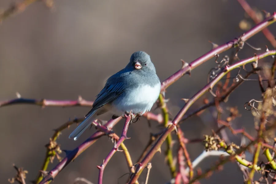 BOR - 01-16-2026 - 0011920 A small gray and white bird perched on a thorny branch, with a blurred brown background.