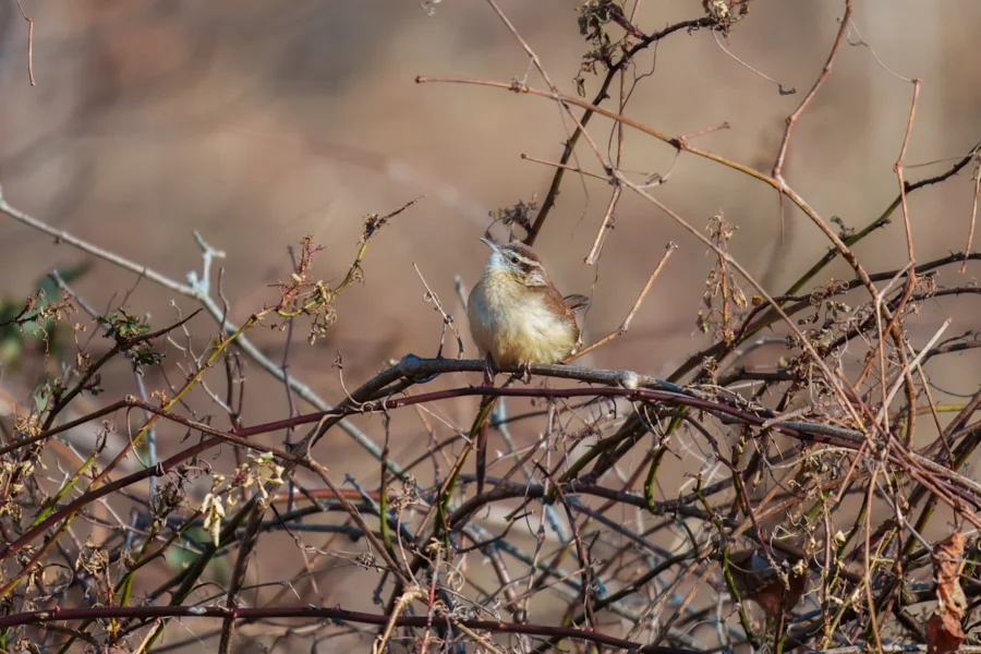 BOR - 01-16-2026 - 0031920 A small brown bird perches on a tangle of bare branches with a blurred, brownish background.