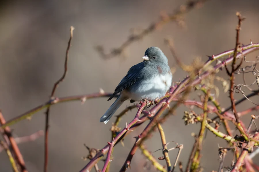 BOR - 01-16-2026 - 0091920 A small gray and white bird perches on a branch with blurred brown and tan background.