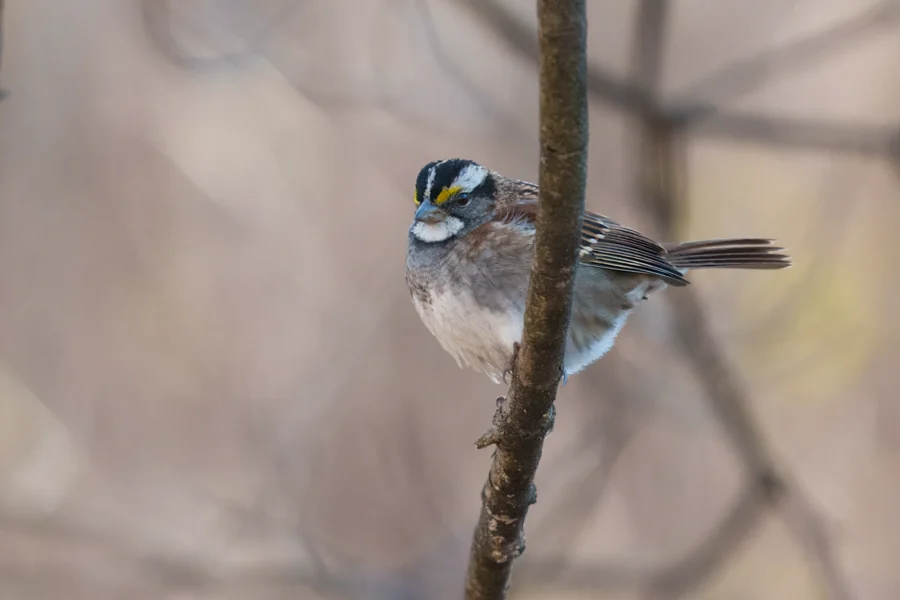 A small bird with brown and white feathers and a yellow spot on its forehead is perched on a thin branch with a blurred background.