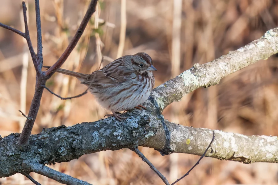 A small brown and white songbird perches on a lichen-covered branch, with a blurred natural background.