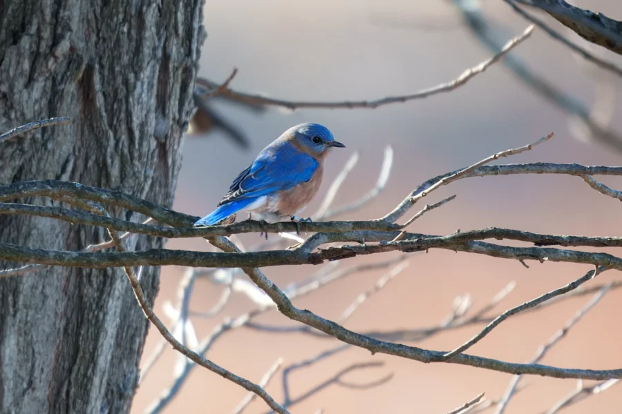 BOR - 01-16-2026 - 0141920 A bluebird with a rusty orange chest perches on a bare tree branch, with a blurred background and part of a tree trunk visible on the left.