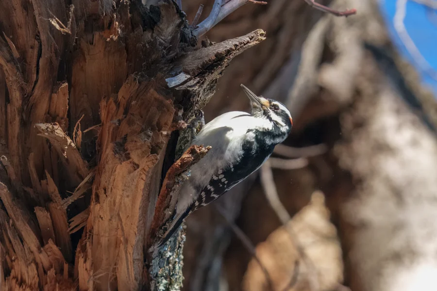 A woodpecker clings to the side of a tree trunk, pecking at the bark in daylight.