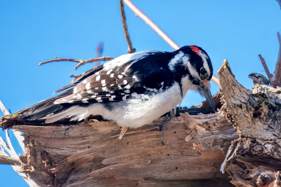 A black and white woodpecker with a red spot on its head pecks at the bark of a tree branch against a clear blue sky.