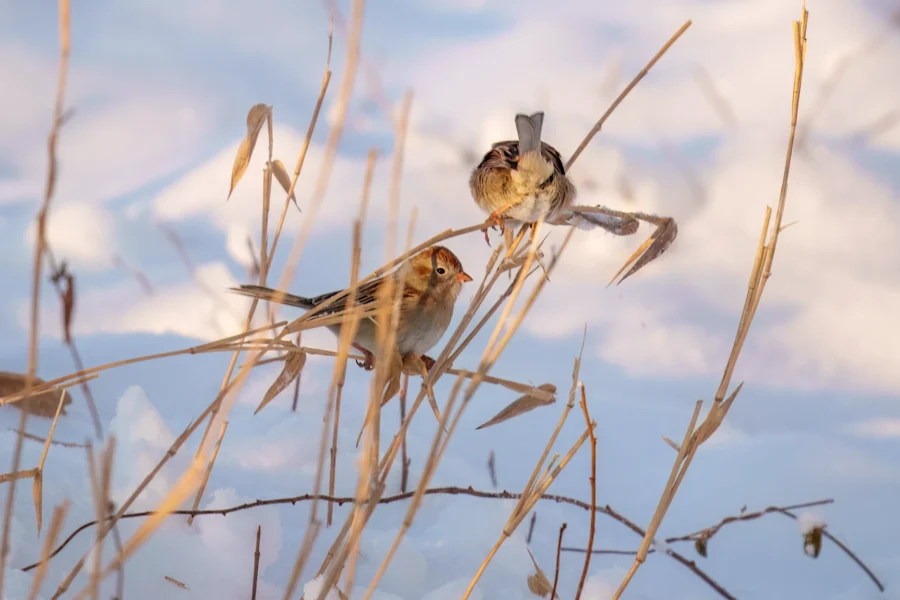 Two small brown birds perch on dry, thin stalks of grass in a snow-covered field under soft sunlight.