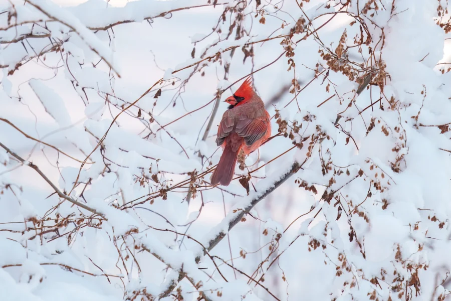 BOR - 01-19-2026 - 0031920 A bright red cardinal perched on a snow-covered tree branch, surrounded by wintry branches and dried leaves.