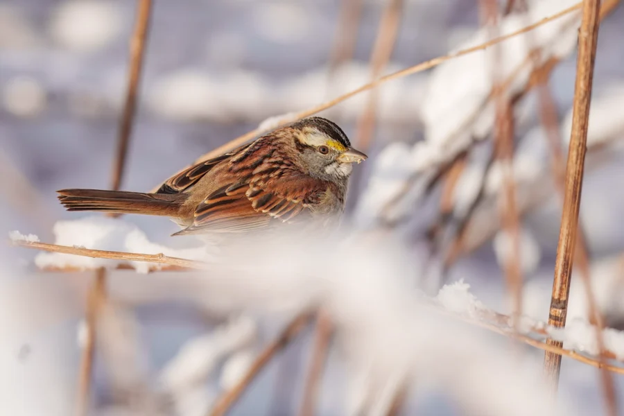 A bird sitting on a branch.