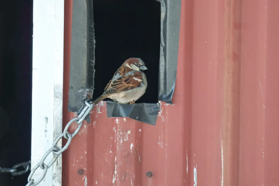 A small brown and white bird perches on the edge of a duct-taped window in a red metal wall, next to a chain hanging from the opening.