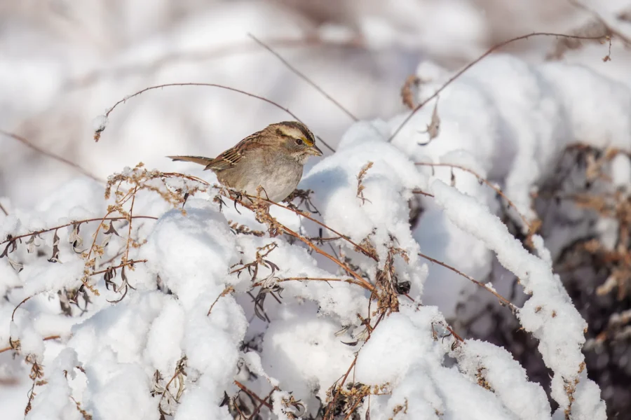 A small brown bird perched on snow-covered branches during winter.