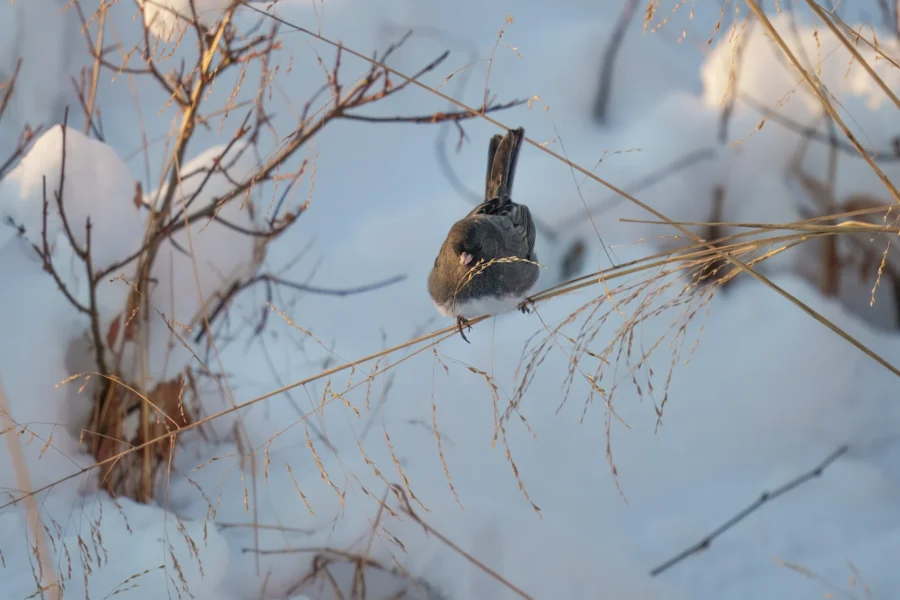 BOR - 01-20-2026 - 0011920 A small bird perches on dry grass stems surrounded by snow-covered ground and bare twigs.