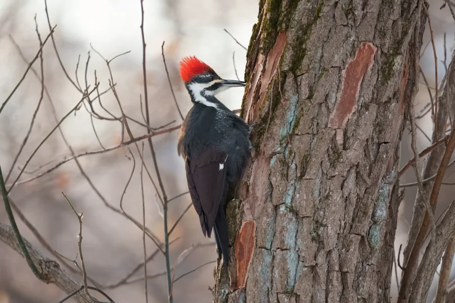 BOR - 01-20-2026 - 0031920 A pileated woodpecker with a red crest clings to the trunk of a tree, facing left, pecking at the bark.
