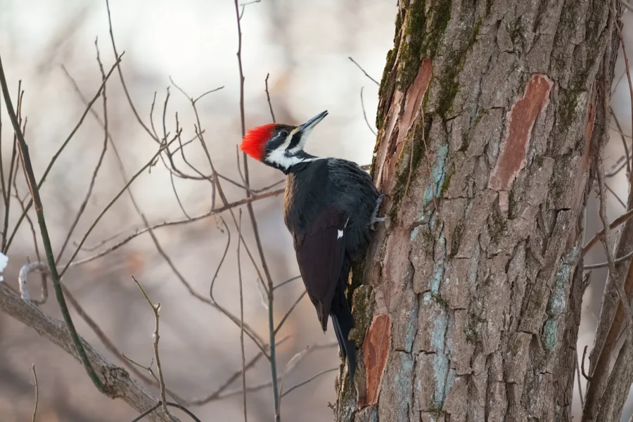 BOR - 01-20-2026 - 0051920 A pileated woodpecker with a red crest clings to the trunk of a tree, surrounded by bare branches in a natural outdoor setting.