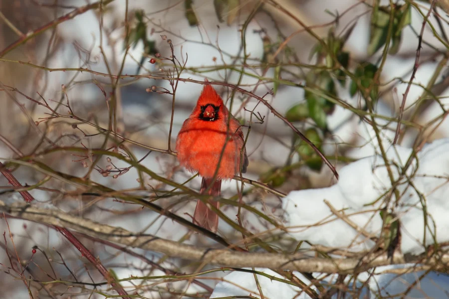BOR - 01-20-2026 - 0091920 A bright red northern cardinal perched on bare branches with patches of snow in the background.