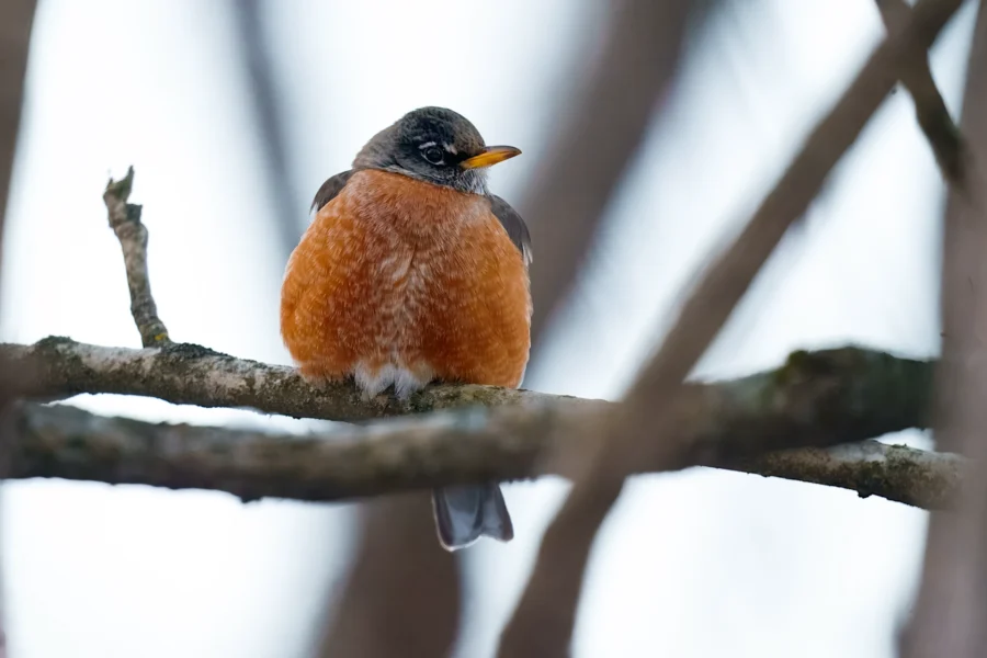 BOR - 01-21-2026 - 0011920 A robin with an orange breast and gray wings is perched on a tree branch with bare, blurred branches in the background.