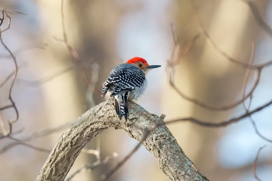 A red-bellied woodpecker with a red head and black-and-white patterned wings perches on a curved tree branch in a forest.