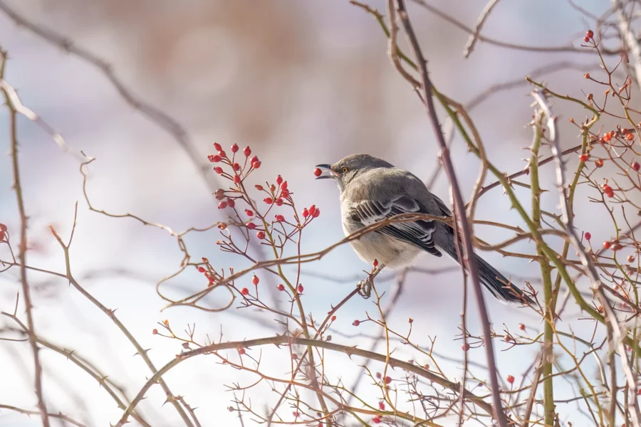BOR - 01-21-2026 - 0111920 A gray bird perched on a branch holds a red berry in its beak, surrounded by thin, leafless branches with clusters of red berries against a blurred background.