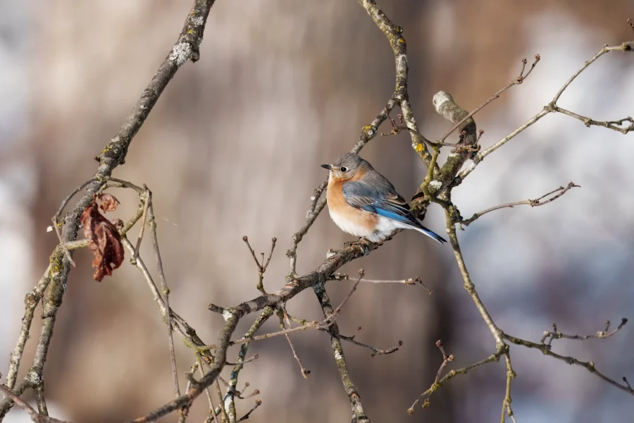 BOR - 01-21-2026 - 0121920 A small blue and orange bird perches on a bare tree branch with a blurred brown and gray background.
