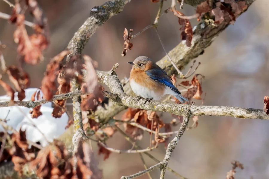 BOR - 01-21-2026 - 0141920 A small bluebird with a rust-orange breast perches on a branch surrounded by dry brown leaves in a wintery setting.