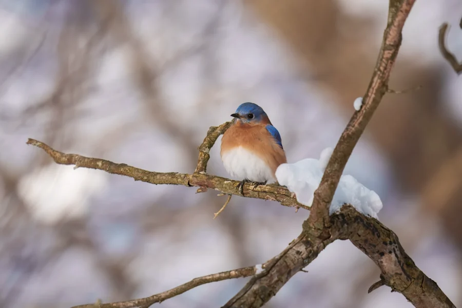 BOR - 01-21-2026 - 0191920 A small blue and orange bird is perched on a snowy tree branch with a blurred background.