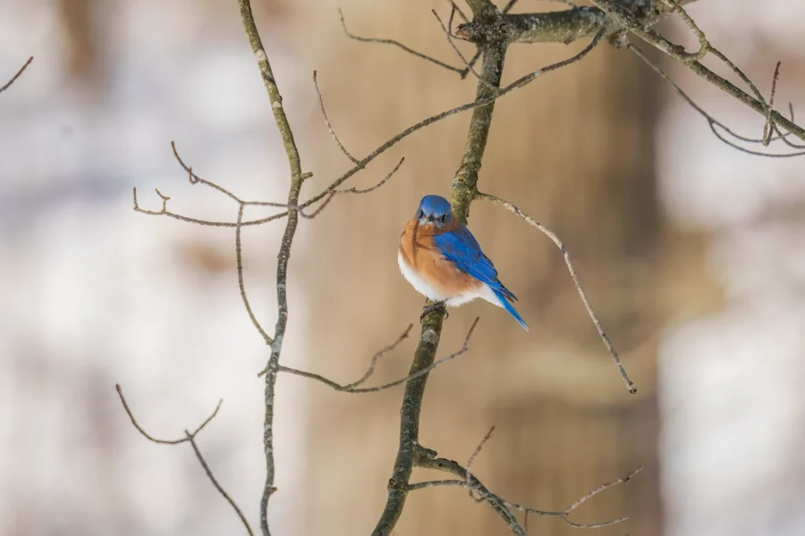 BOR - 01-21-2026 - 0221920 A bluebird with orange and white plumage perches on a leafless tree branch against a blurred, neutral background.
