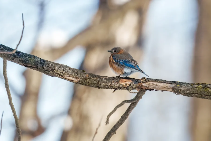 BOR - 01-21-2026 - 0231920 A small bird with blue wings and a reddish-brown chest is perched on a tree branch against a blurred, wintery background.