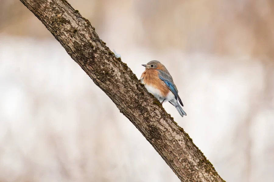 BOR - 01-21-2026 - 0251920 A small blue and orange bird perched on a diagonally angled tree branch with a blurred, light background.