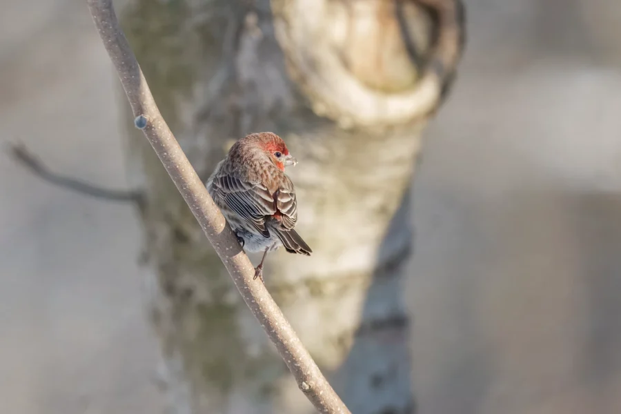 BOR - 01-21-2026 - 0271920 A small bird with a reddish head and streaked brown feathers perches on a thin branch in front of a blurred tree trunk background.