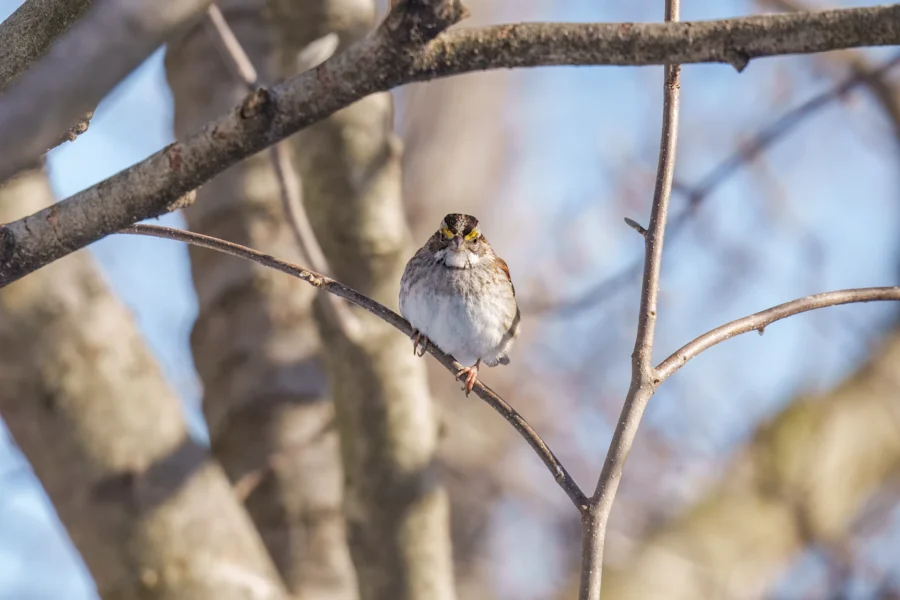 A small bird with a white belly and streaked head perches on a bare branch, with tree trunks and a blue sky in the background.