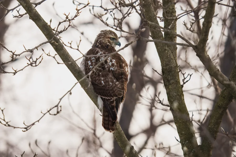 BOR - 01-22-2026 - 0021920 A brown hawk with white spots is perched on a tree branch among bare branches in a winter landscape.