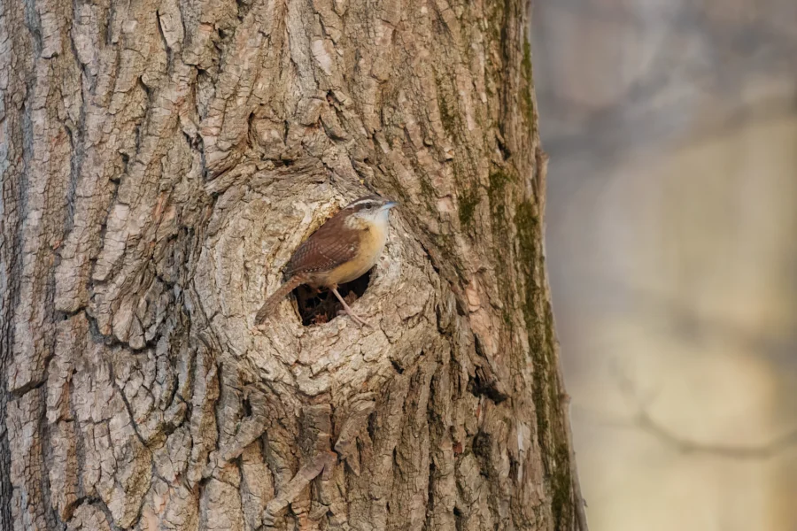BOR - 01-22-2026 - 0031920 A small brown bird is perched at the entrance of a round cavity in the trunk of a tree.