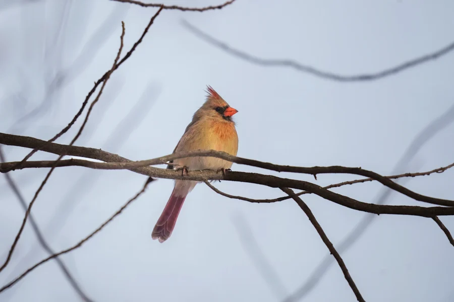 BOR - 01-22-2026 - 0061920 A female cardinal with a reddish beak perches on a bare tree branch against a pale sky.