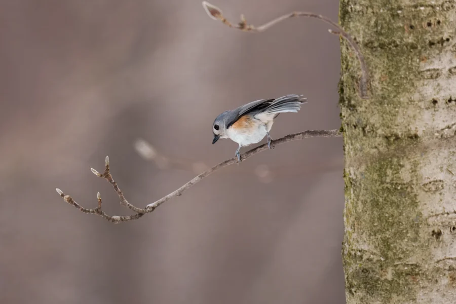 BOR - 01-22-2026 - 0091920 A small bird with gray and orange plumage perches on a thin branch next to a tree trunk, against a blurred brown background.