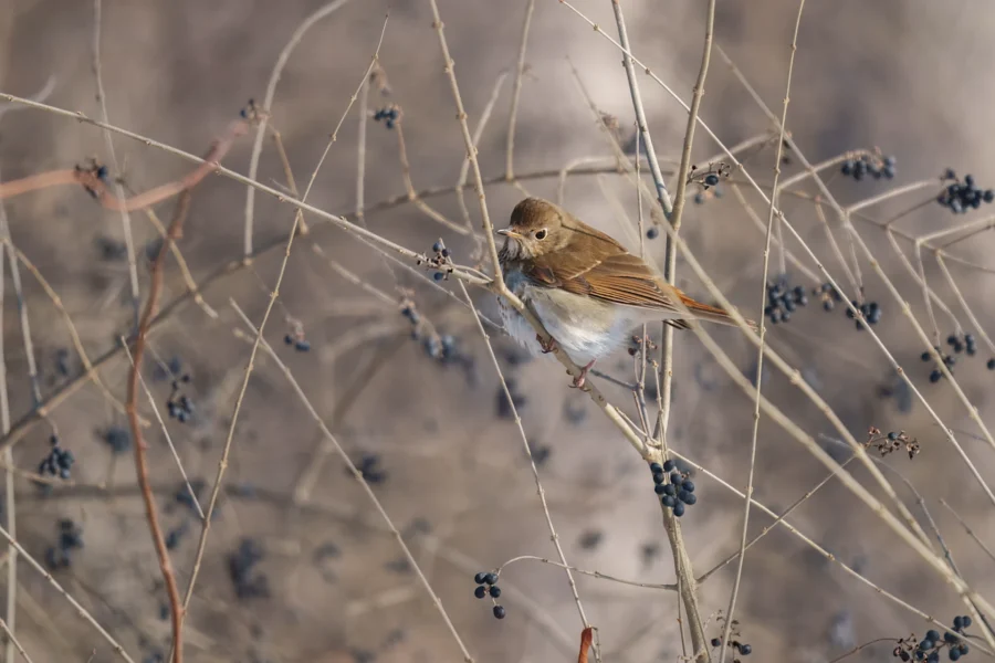 BOR - 01-29-2026 - 0011920 A small brown bird perches on thin, leafless branches with clusters of dark berries against a blurred background.