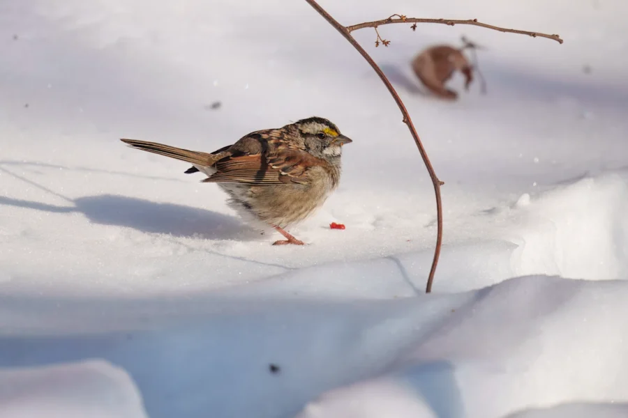 A small brown and white bird with a yellow streak above its eye stands on snow near a thin, curved twig.