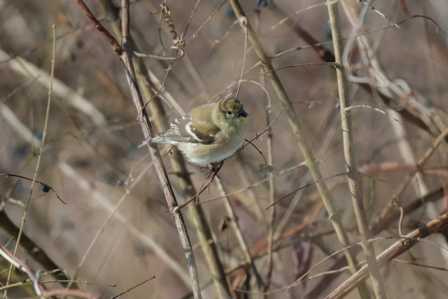BOR - 01-29-2026 - 0071920 A small brown and white bird perched on thin, leafless branches against a blurred natural background.