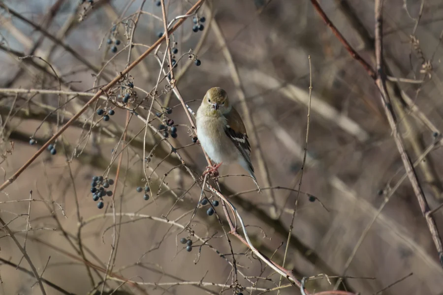 BOR - 01-29-2026 - 0121920 A small bird with brown and white feathers perches on a bare branch surrounded by clusters of dark berries.
